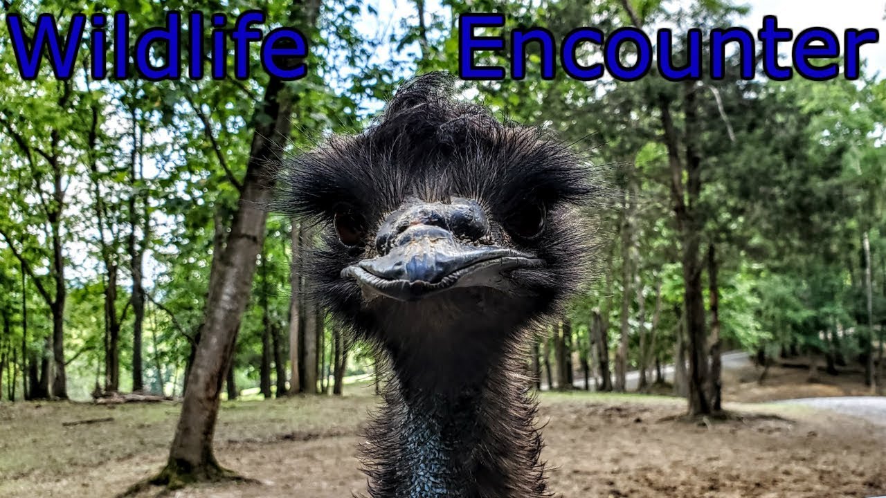 Virginia Safari Park - Terrifying Animal Encounter!