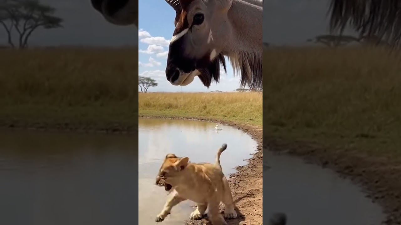 Lion Cub Teases an Antelope&hellip; Too Brave for His Size! 🦁🦌 #Shorts #LionCub  #Wildlife #WildAnimals