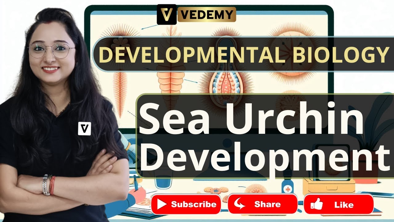 Sea Urchin Development | Developmental Biology | Jyoti Kumari | CSIR | DBT | ICMR | GATE |