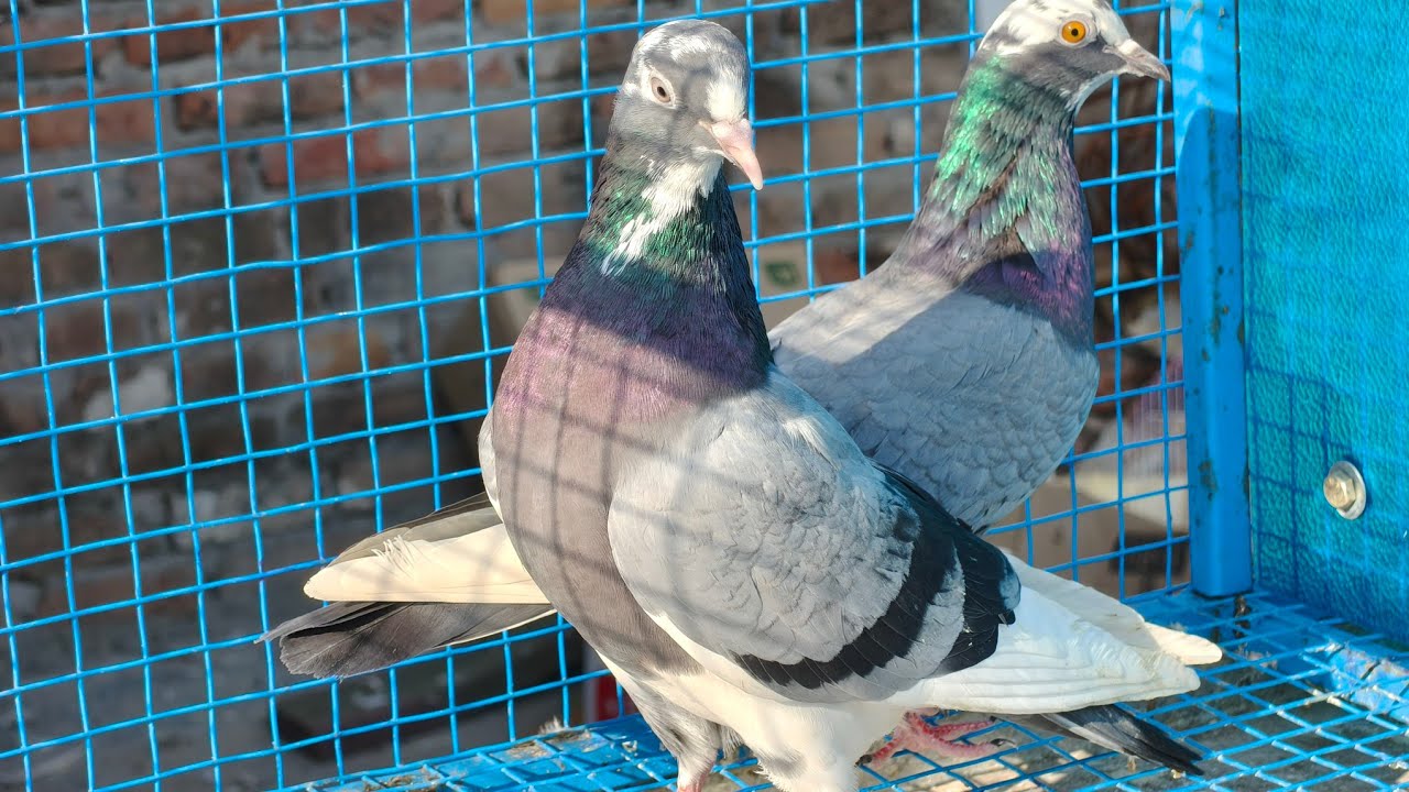 4 jode full garanty k pure punjabi malwai kabutar for sale matr 2000joda 9350051975