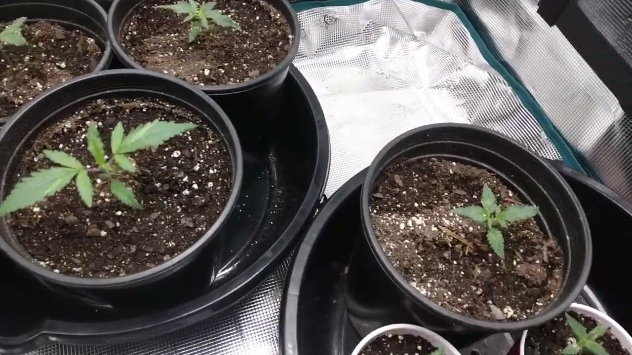 update on seedling transplant and question