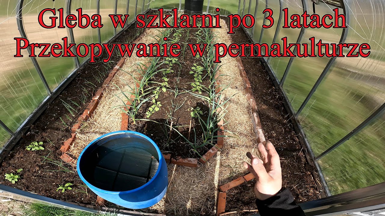 Gleba w szklarni po 3 latach - Czy można przekopywać w permakulturze ? - Ogrodowe pierdamony 137