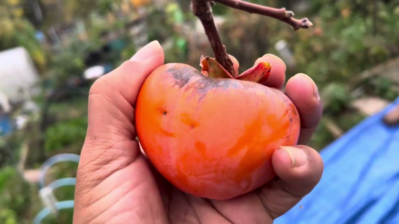 Mount Goverla Persimmon - November update