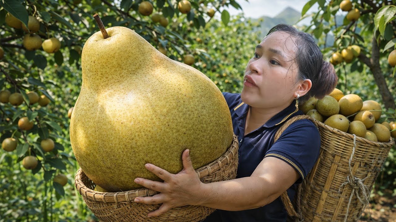 I Thought It Was Just Another Pear Picking Day