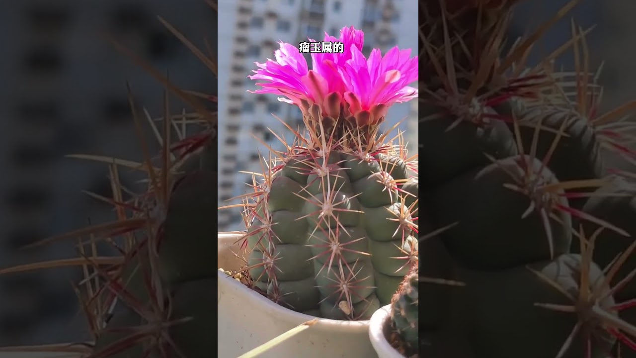快试试你家的仙人掌花蕊会不会动  #神奇植物在哪里  #cop15全球短视频征集活动  #寒假充电计划