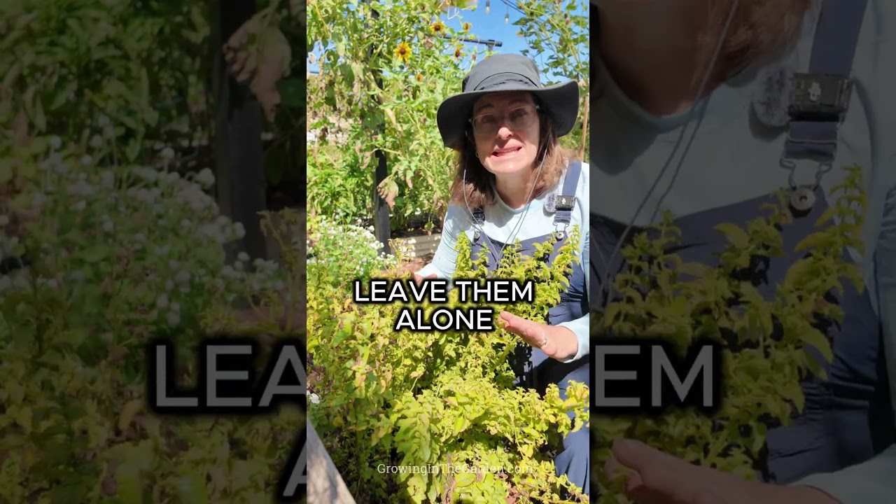 Hot Climate Herb Tip: Wait Before You Prune
