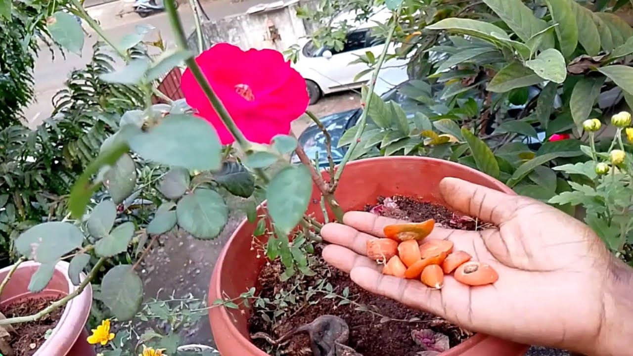 ரோஜா செடி ஃப்ரெஷா வளர இது ஒன்னு போதும் | பூ பூக்க| This is enough to make rose plant grow freshly
