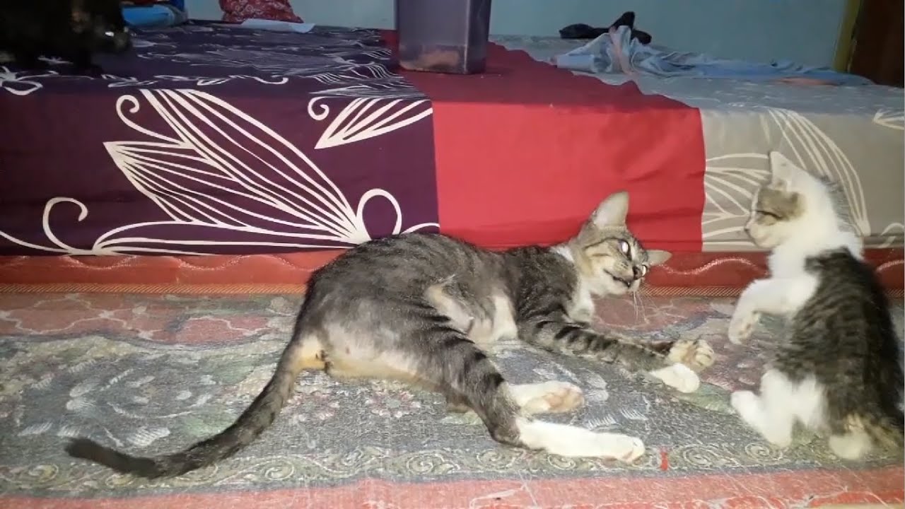 Mother cat gets so angry and attacking her white kitten