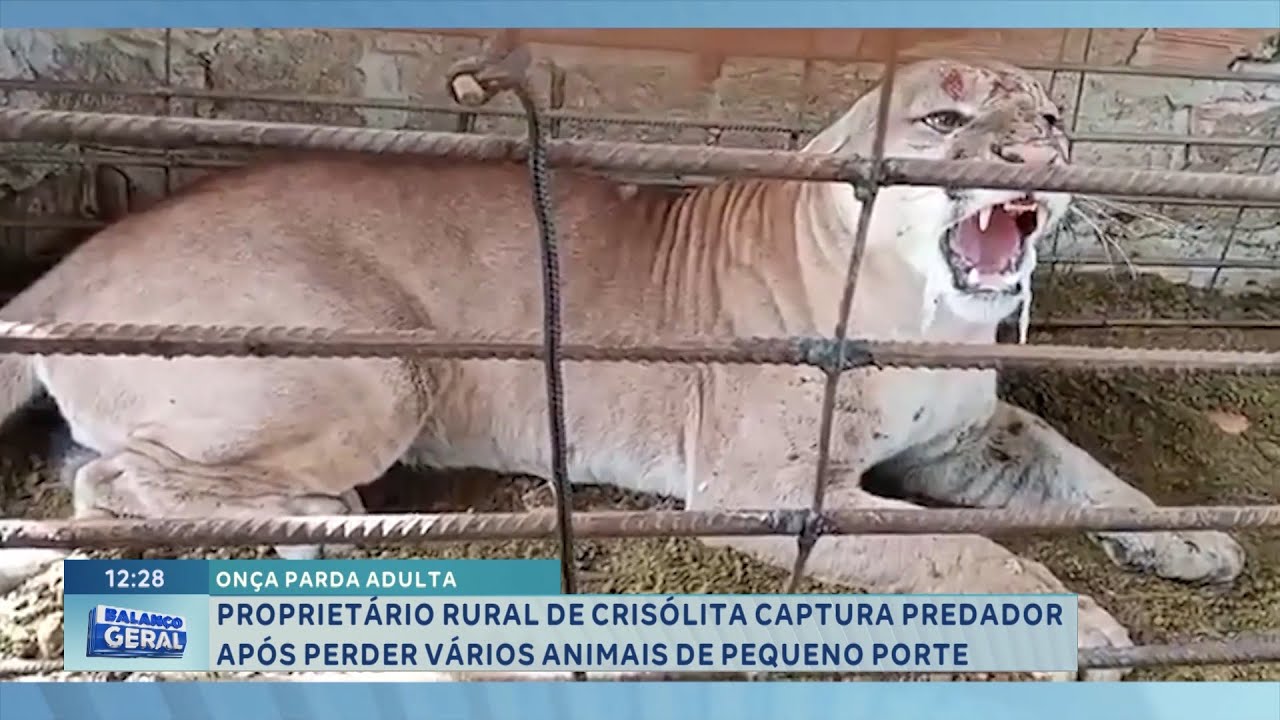 Crisólita: Produtor captura onça-parda após perder vários animais de pequeno porte.