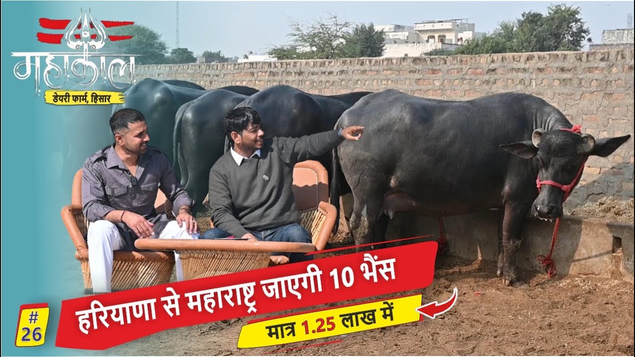 हरियाणा से महाराष्ट्र जाएगी 10 भैंस मात्र 1.25 लाख में -15-20 किलो की गारंटी || MAHAKAL DAIRY FARM