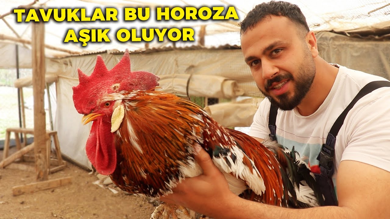 Tavuklar Bu Horoza Aşık Oluyor - Nedenini Duyunca Şaşıracaksınız ! Kum Ocağına Gittik - Tavuk Kümesi