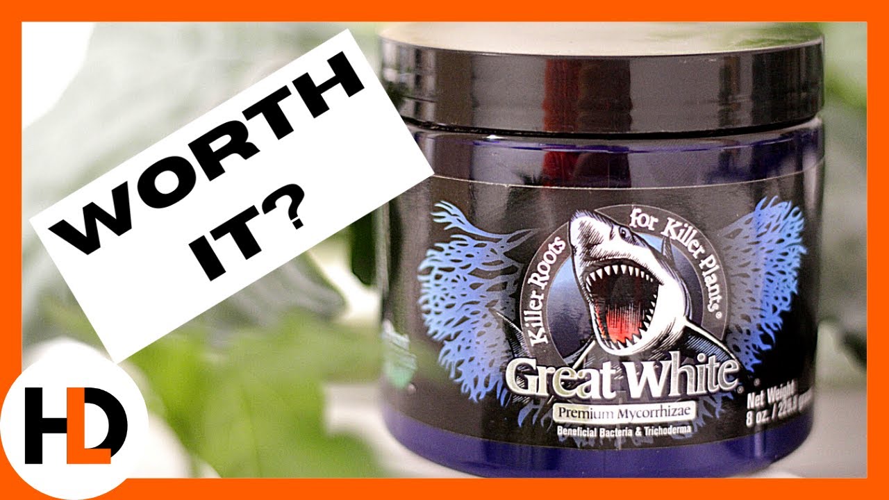 Mycorrhizae Magic: Great White Test!