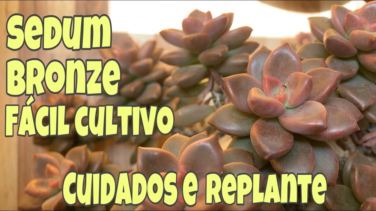 Sedum Bronze | Suculenta de fácil cultivo