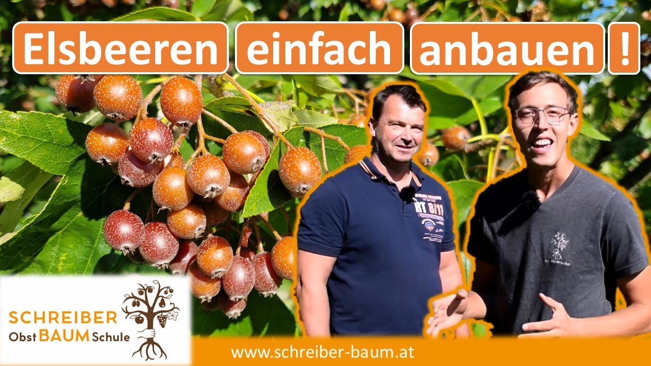 Aus diesen Früchten entsteht der teuerste Fruchtschnaps der Welt! So baust du sie effizient an!