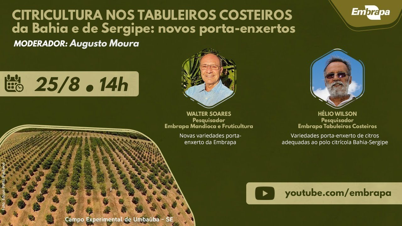 Citricultura nos Tabuleiros Costeiros da Bahia e de Sergipe: novos porta-enxertos