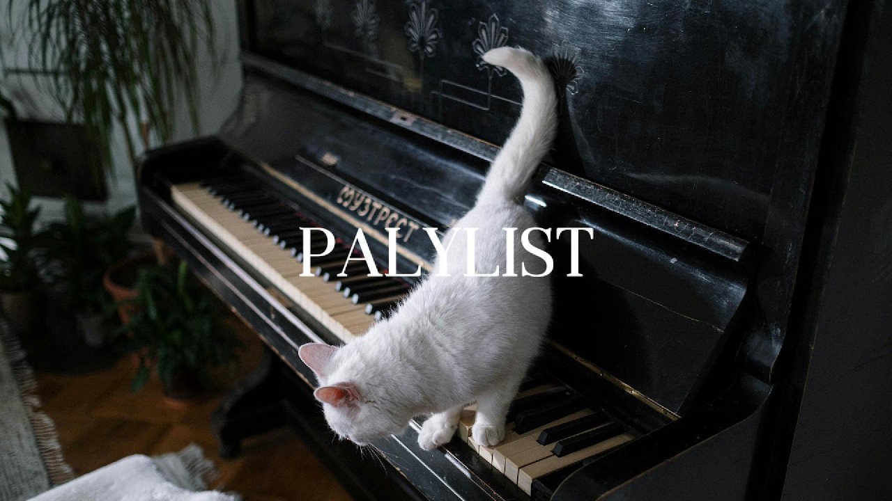[Playlist] 고양이가 건반 위를 걷는 밤 🌙 | Soft Piano for Study & Relax
