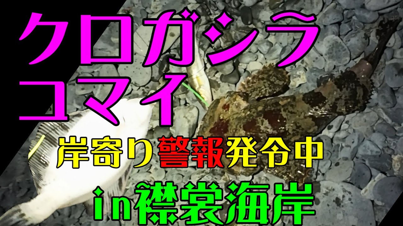 コマイ　クロガシラ岸寄り警報発令中　in襟裳海岸