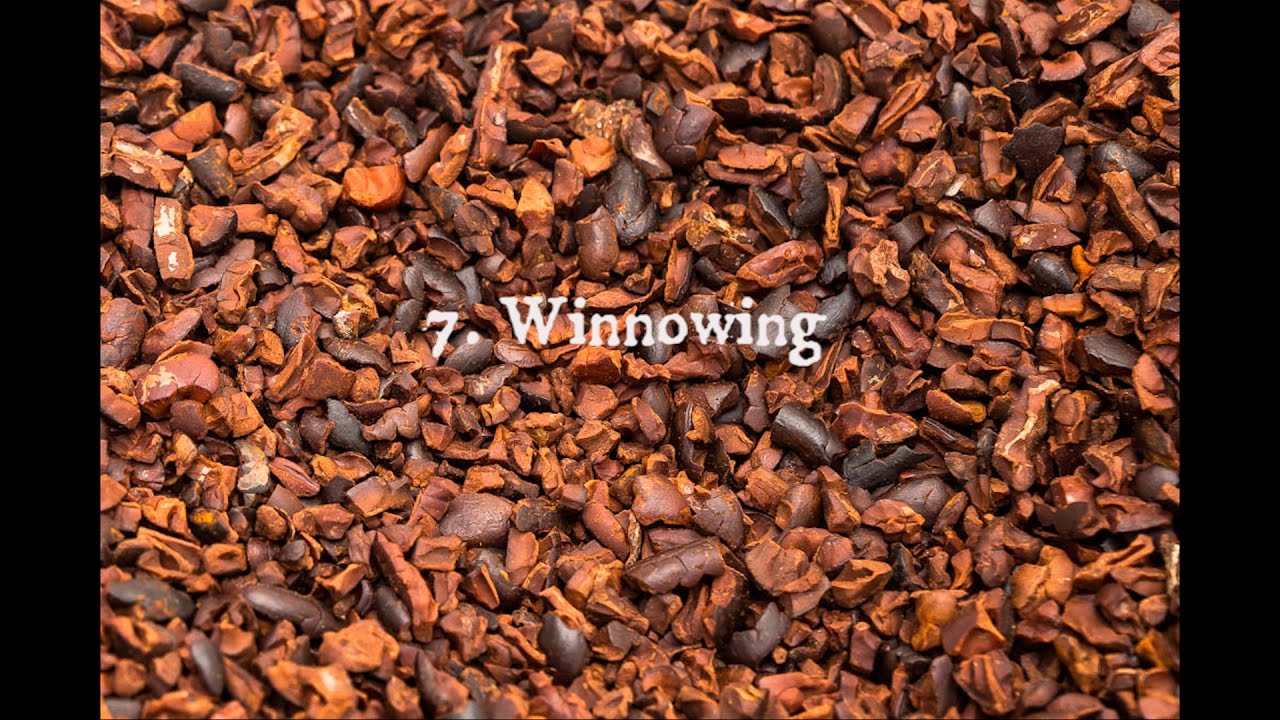 7  Winnowing Cocoa Beans