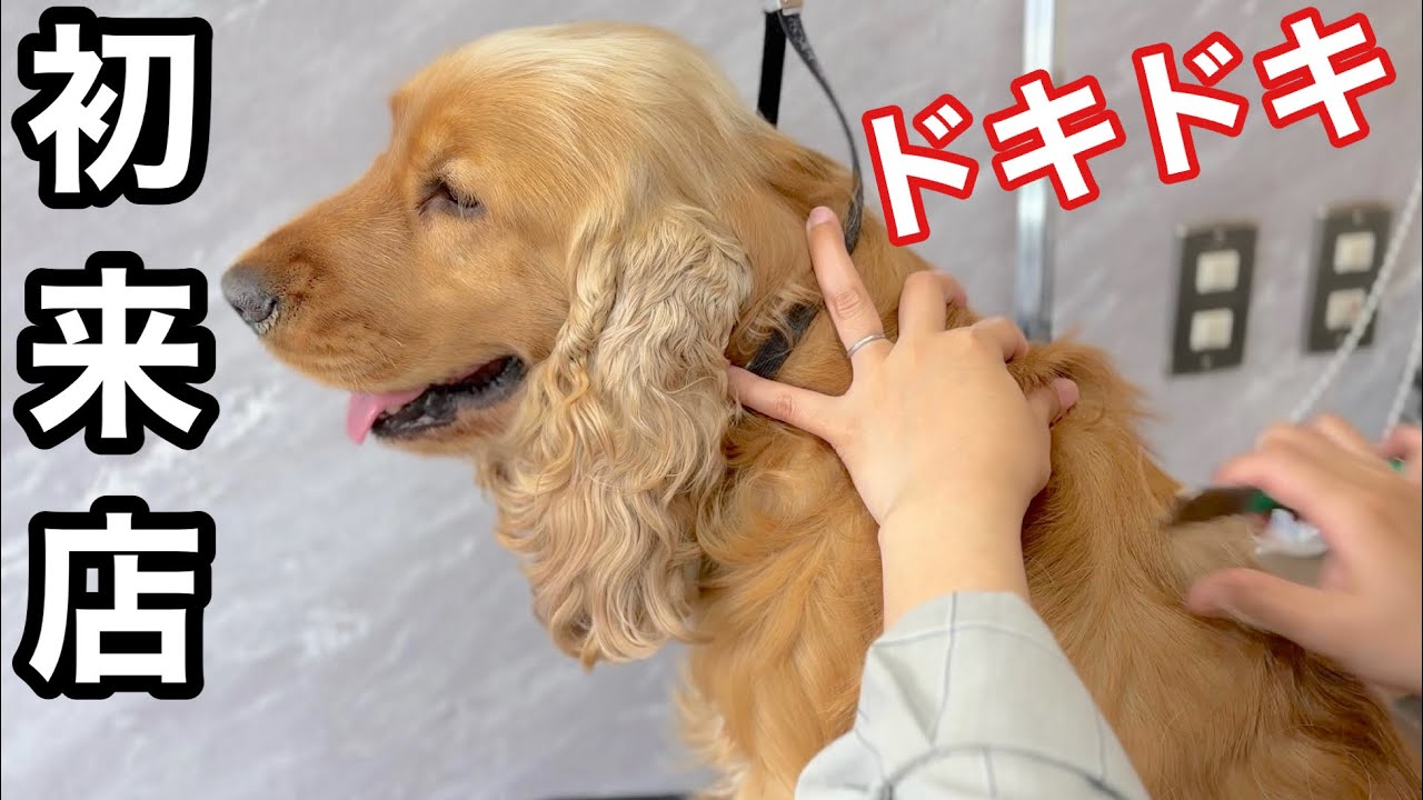 ショーカットに向けたイングリッシュコッカーのトリミング✂︎（ミラくん）