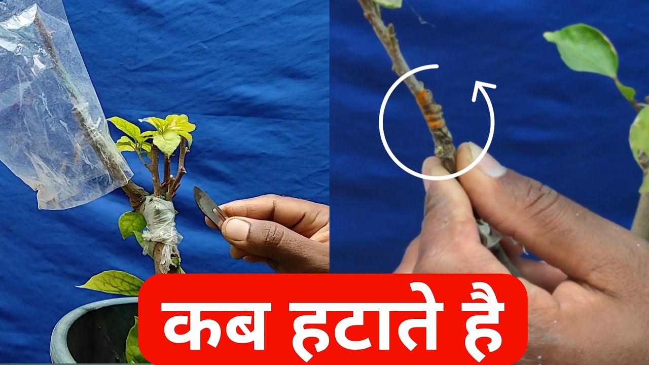 how to remove grafting tape