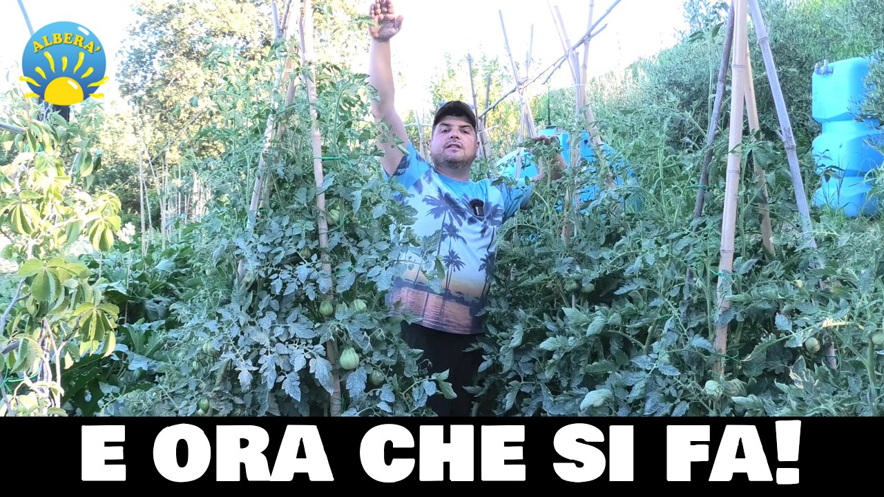 SCOTTATURE su ORTO e POMODORI , anni di SOLUZIONI contro i danni da SOLE in un solo VIDEO!