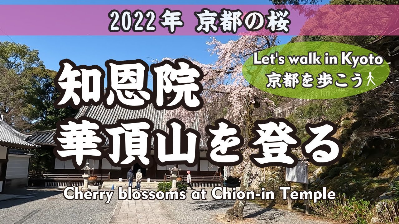 Kyoto Japan【4K】2022 知恩院の桜 華頂山を登る（南門→御影堂→勢至堂→大鐘楼→法垂窟→菊渓→福徳門→将軍塚大日堂）Cherry blossoms at Chion-in Temple