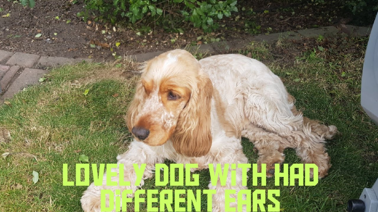 Lovely Dog with long ears # shorts #