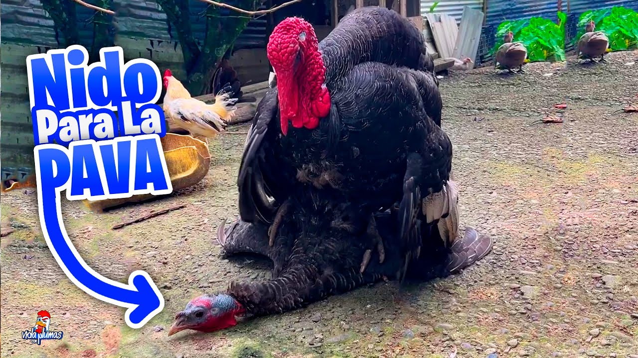 Vamos a reproducir Pavos de una vez por Todas 🦃 Haciendo el Nido de la Pava