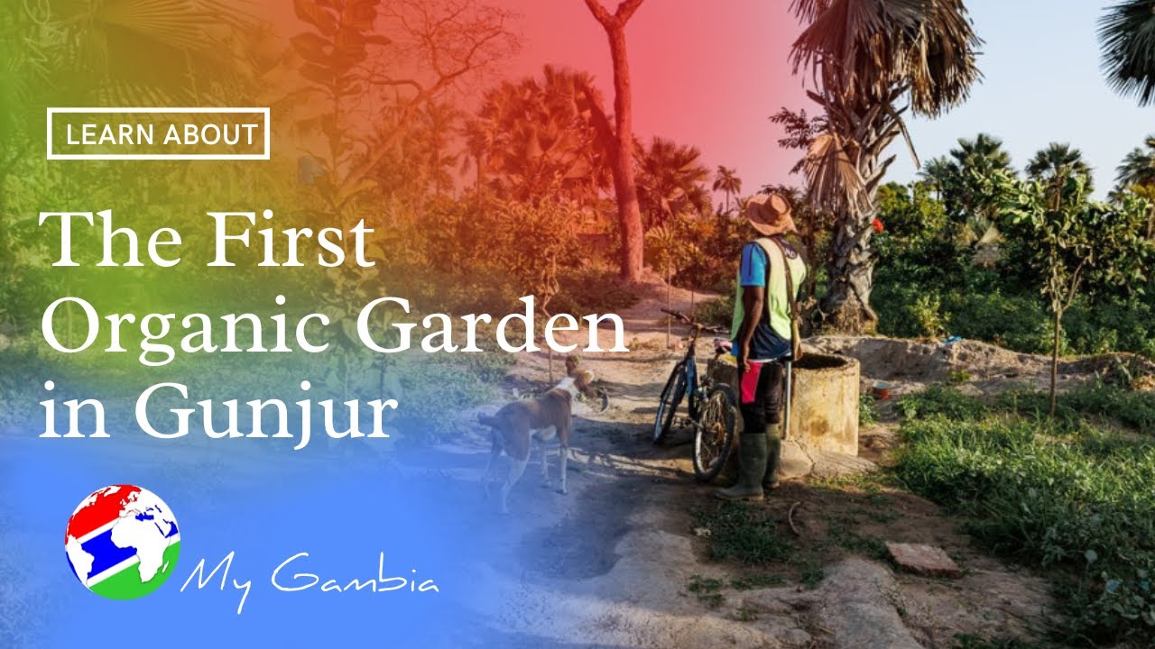 The First 100% Organic Garden in Gunjur | My Gambia | My Magazine