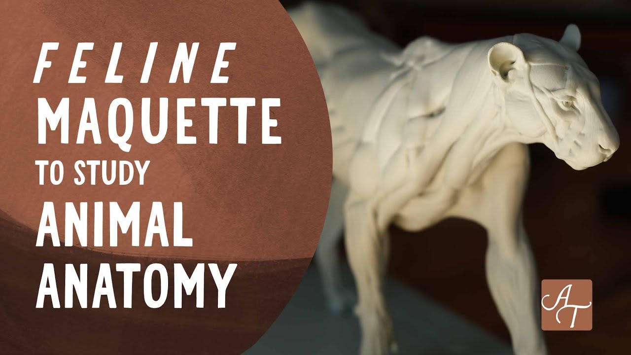 A Great Way to Study Animal Anatomy! #animal #animationportfolio