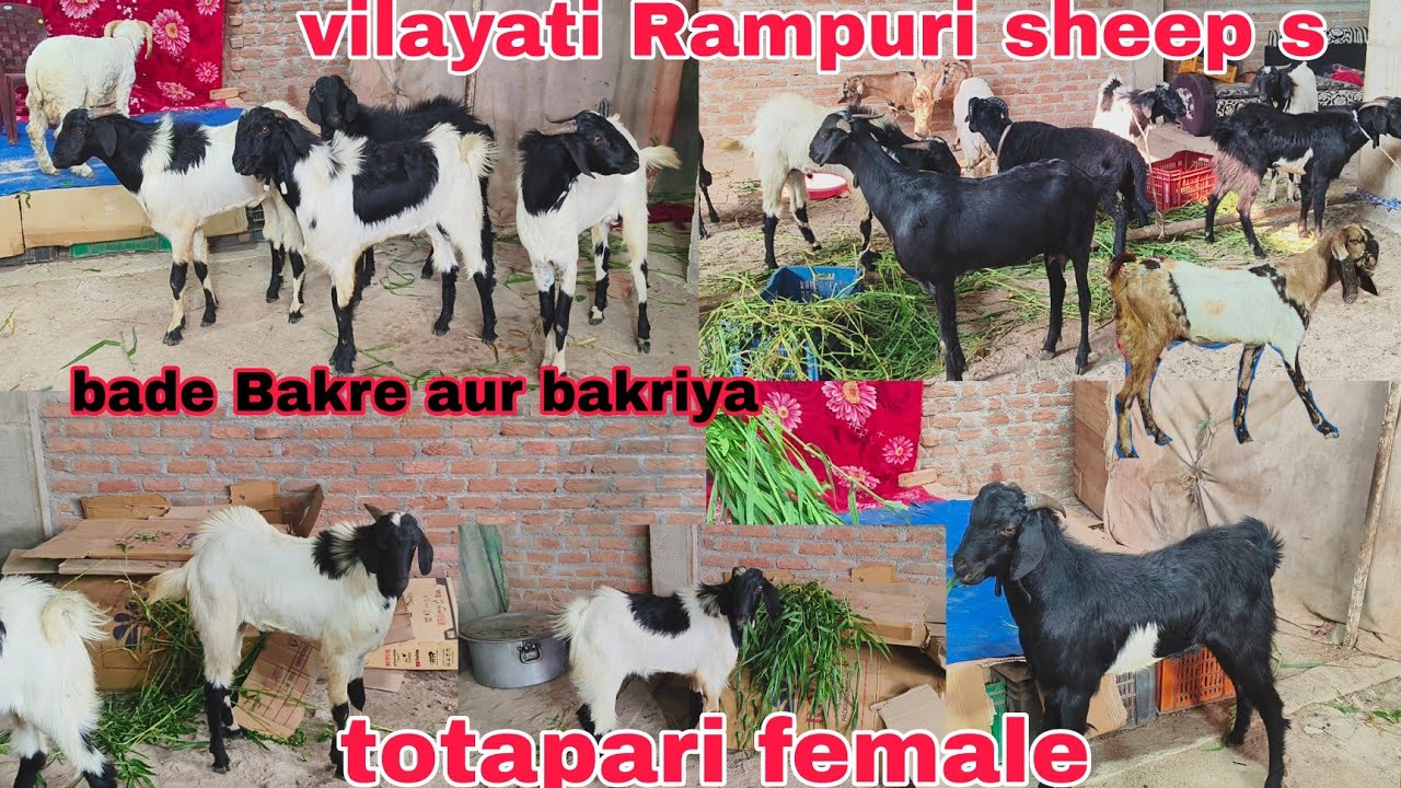Dangari breed ke Bade bakriya our Bakre ka lot hai totapuri female vilayati sheep available in Hyder