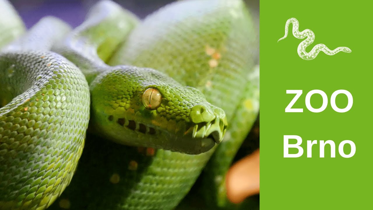 ZOO Brno CZ.