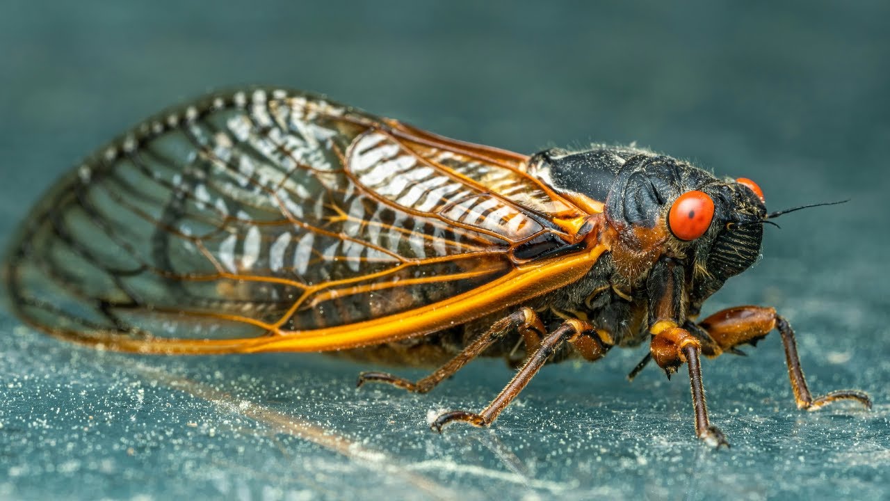 Bug Fact ASMR. Episode 1: Hemimetabolous orders. (NO MUSIC)