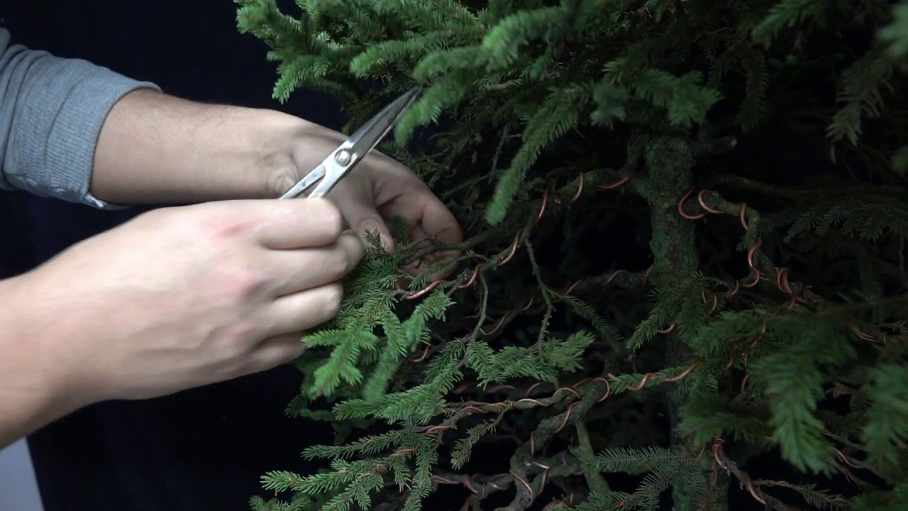 Cleaning out a spruce forest