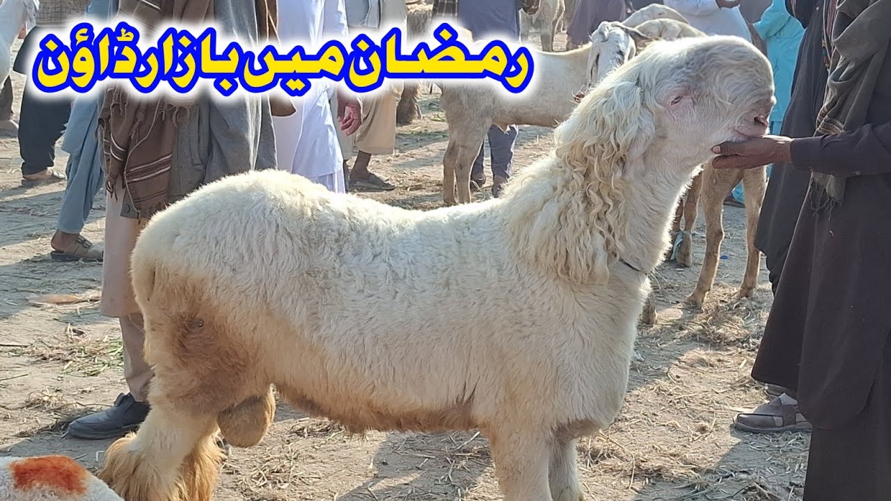 ڈیرہ منڈی میں تاریخ کی بڑی کمی| جو بڑا مندرا پہلے 90 ہزار روپے تک فروخت ہو رہا تھا، وہ اب تقریباً 40