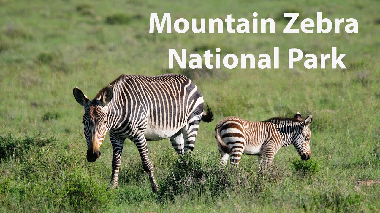 Mountain Zebra National Park - South Africa