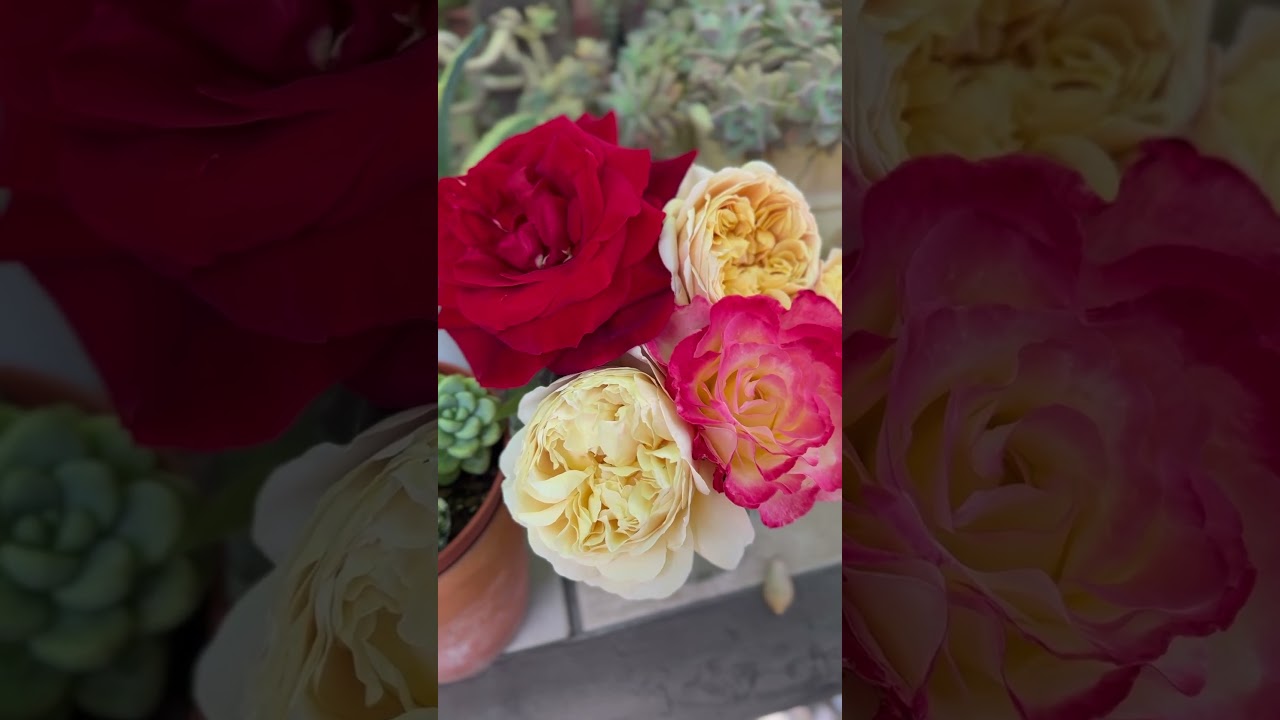 Video #92  Just a rose, just a thought, just for you. #naturelovers #gardenroses #flowers