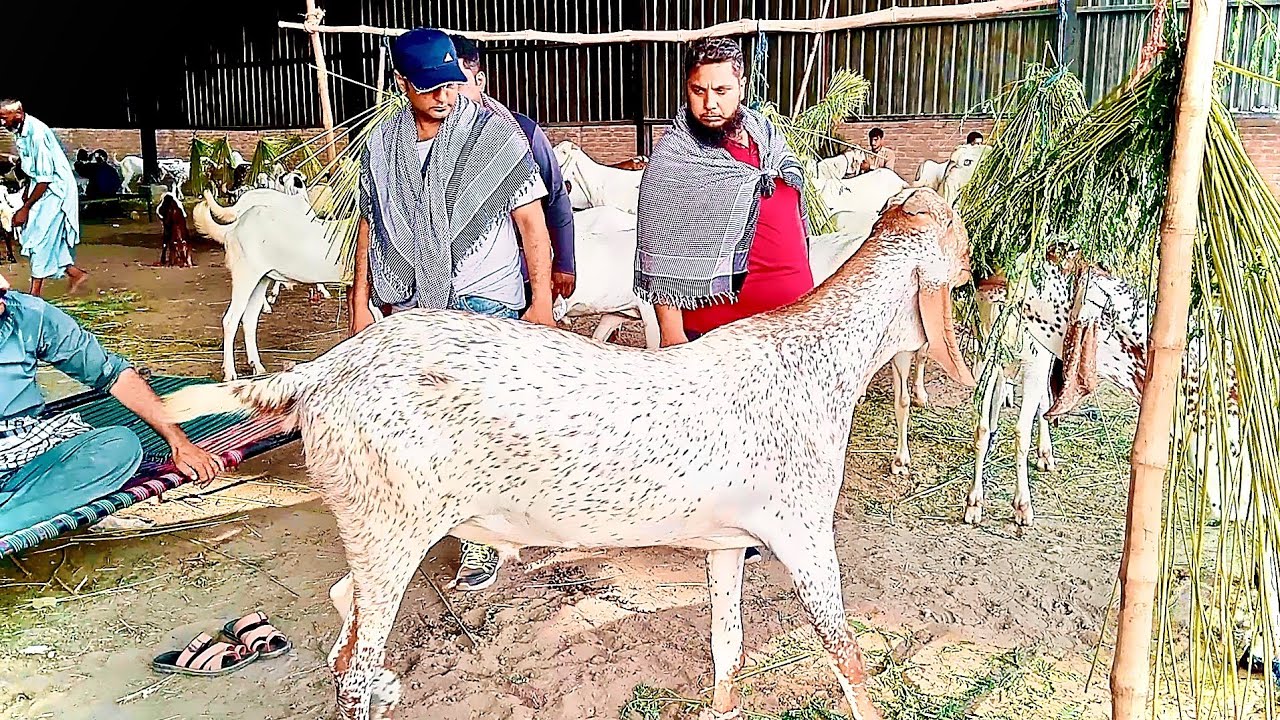 Mandi ke big size bakre  quality kurbani 2025 Lahore shahpur kangra Mandi Sajjad Lahori shoq30 mai
