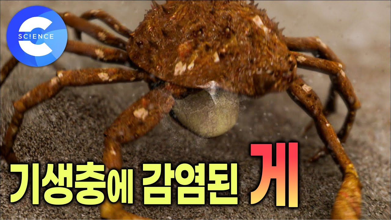 기생충에게 조종당하는 좀비 게 🦀 기생따개비가 게의 생식기에 하는 충격적인 행동 | 감염된 사실을 모르고 살아가는 게 | 다큐프라임