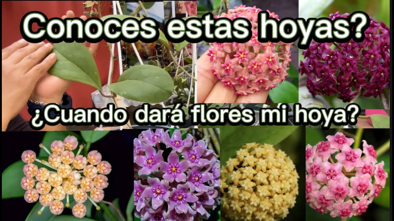 Conoce estas hoyas!😃   Cuando tendra floraciones mi hoya? Llevamos 80 hoyas! de120🥳