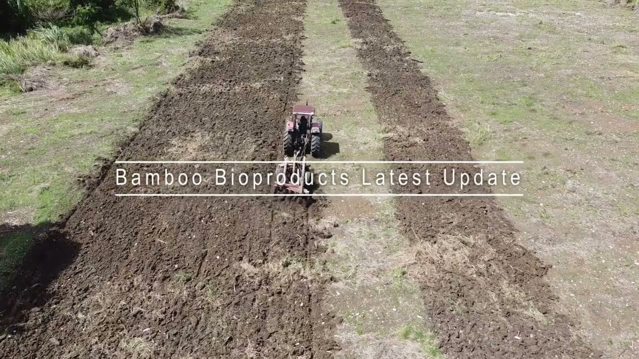 Test plots in Jamaica- Bamboo Bioproducts