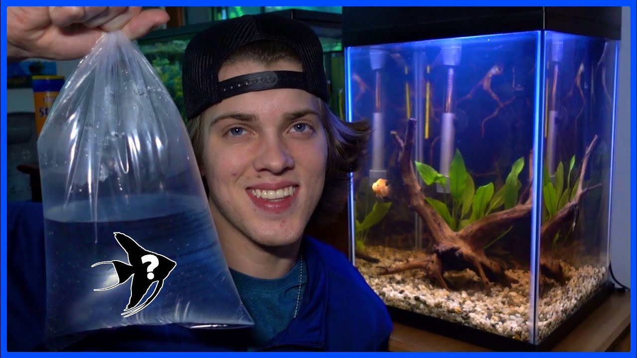 Buying NEW FISH For My TOWER AQUARIUM!