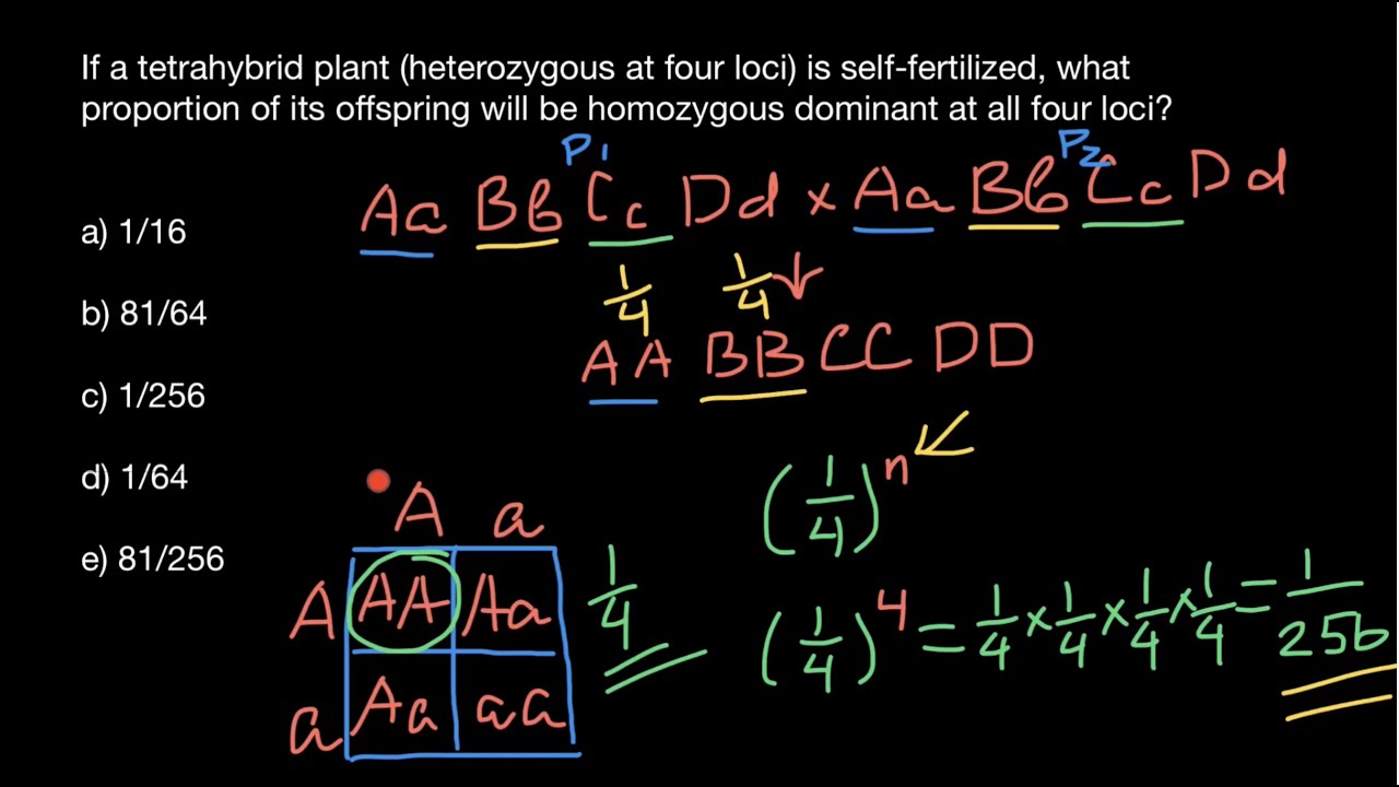 How to find probability of specific genotype in F1 generation