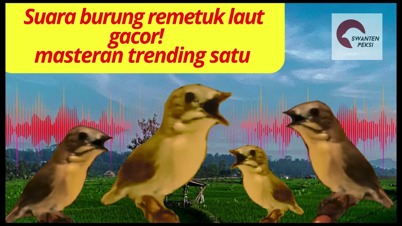 Gacoran suara burung remetuk laut,masteran viral burung murai,cucak ijo,pleci 
