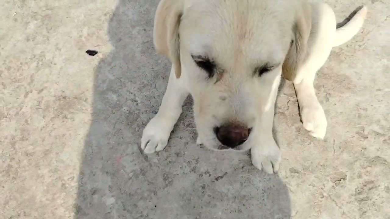 Radhe🙏Aaj inhen bahut jyada bhookh lag rahi hai..🤤