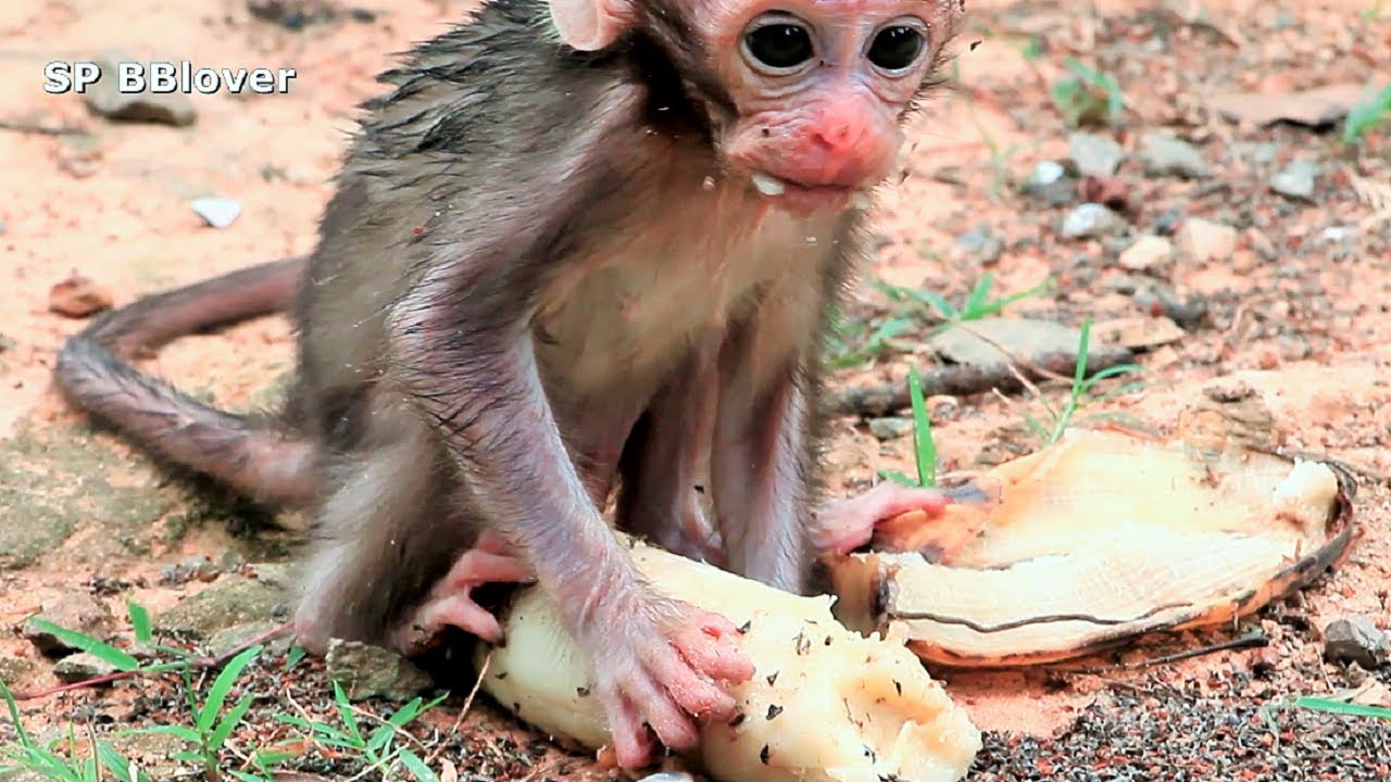 Mom Monkey So Sad Can't Escape Kidnapper - BBlover 18