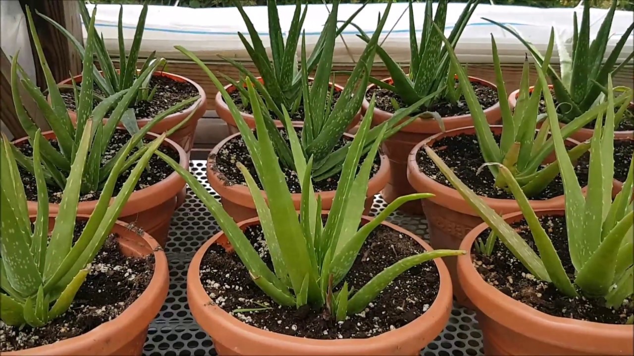 Save the Aloe Pups! How to Propagate Aloe Vera