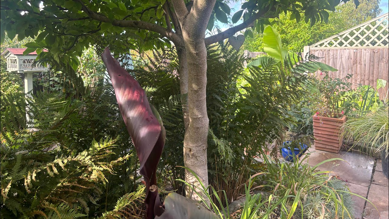 No 220 - I Want A Tropical Home Garden! Where Do I Start?