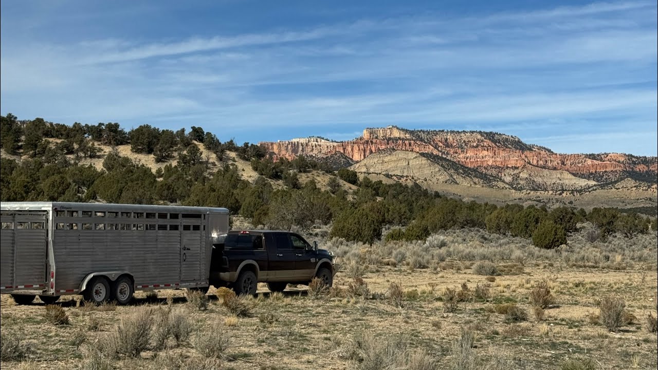 Moving horses up the mountain to pasture
