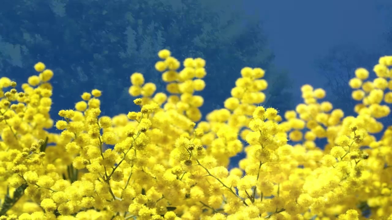 La Festa Della Donna / International Women’s Day: Apricale and its Bella Mimosa